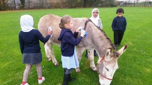 Donkey rides and grooming education school visit in Bristol.