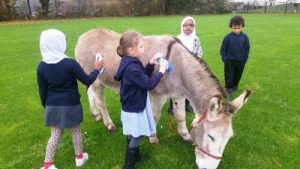 Educational donkey visit at a school in Swindon.