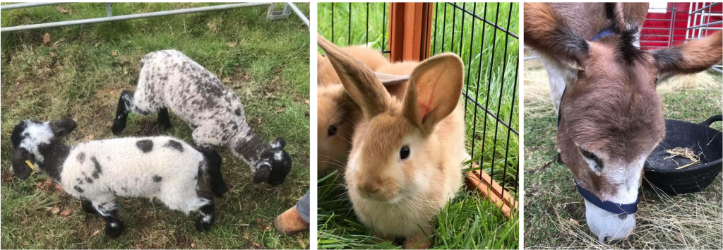 Bunnies and lambs animal encounters for an Easter Event in Bristol.