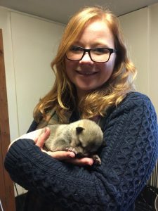 baby wolf meet the wolves experience days