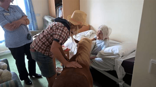 Mini Apollo Pony visiting a care home in Cheltenham, Gloucestershire.