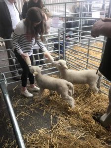 Bottle feeding lambs for Easter animal encounters event in Tetbury.