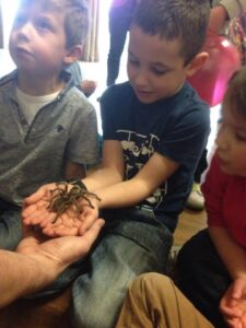 spider tarrantula reptile party Bristol Gloucester
