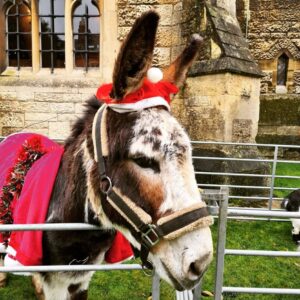 donkey rides animal party Christmas party Stroud Gloucester