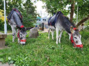 Donkey rides for hire Gloucestershire Bristol Bath