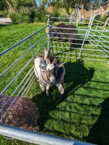 goats petting farm party Gloucester