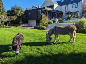 petting farm animal party Gloucestershrie
