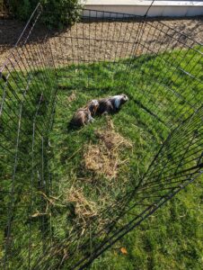 petting farm guinea pig party animal Bristol