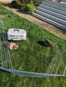 petting farm party Stroud bunnies